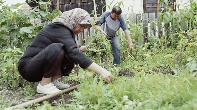 Беженцы сажают овощи