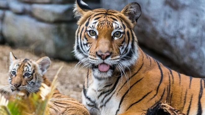 Berisi, a Malayan tiger cub, emerges from her den into the tiger habitat with her mother Bzui at Tampa"s Lowry Park Zoo in Tampa, Florida, U.S. December 7, 2016.