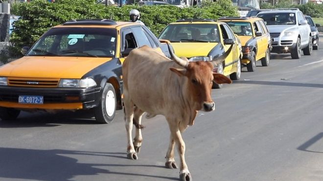Des bœufs qui se pavanent à Dakar