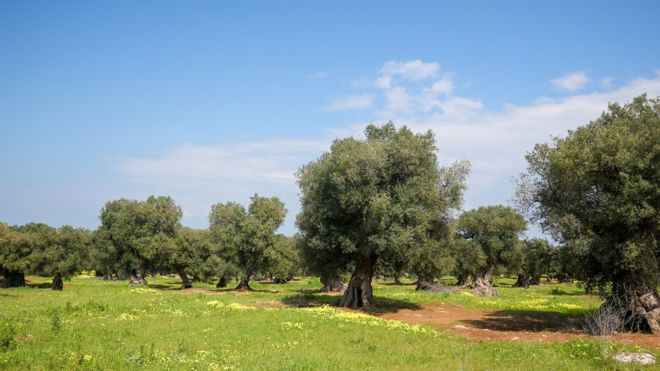 Оливковые деревья в Испании