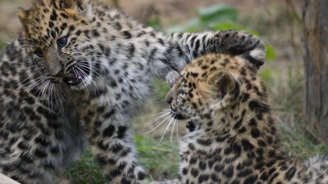 Два находящихся под угрозой исчезновения амурских леопарда играют в парке дикой природы Йоркшира.