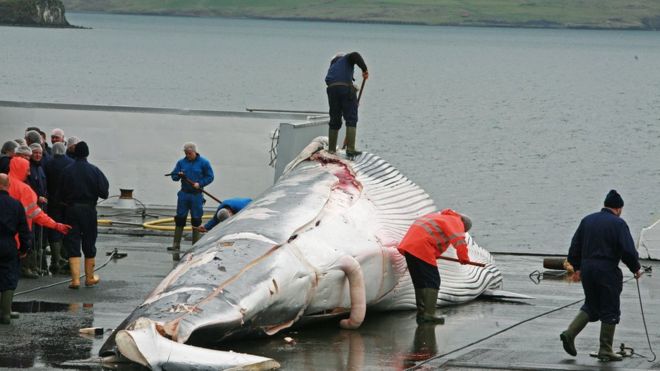 Baleia caçada