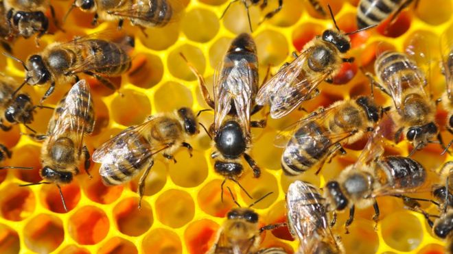 A queen bee surrounded by smaller worker bees