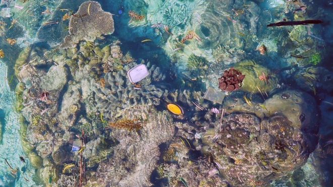Пластик, плавающий над кораллами