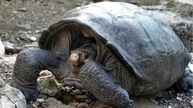 Isabela Island Tortoise