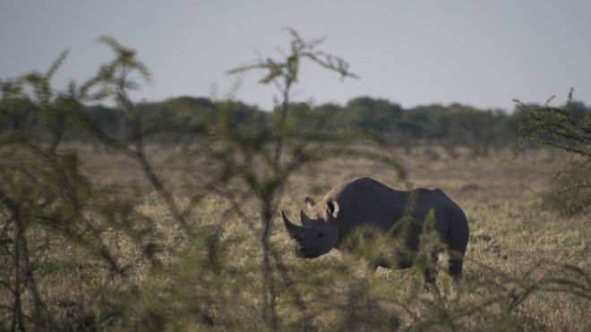 Черный носорог в национальном парке Этоша в Намибии