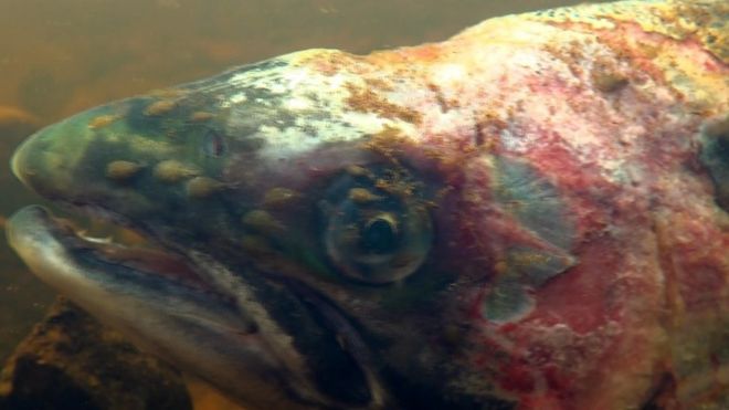 Выращенный лосось с повреждением вшей, снятый на рыбной ферме под названием «Vacasay» в Лох-Роаг, Внешние Гебриды.