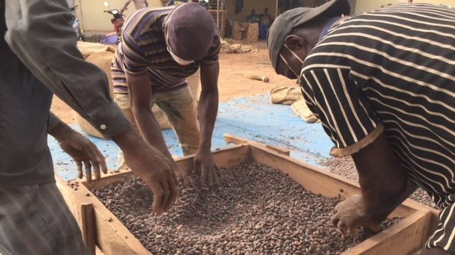 La baisse du prix du cacao en Côte d'Ivoire pousse beaucoup de producteurs à vendre leur cacao au Ghana voisin où il coûte plus cher.