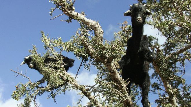 Goats on a tree