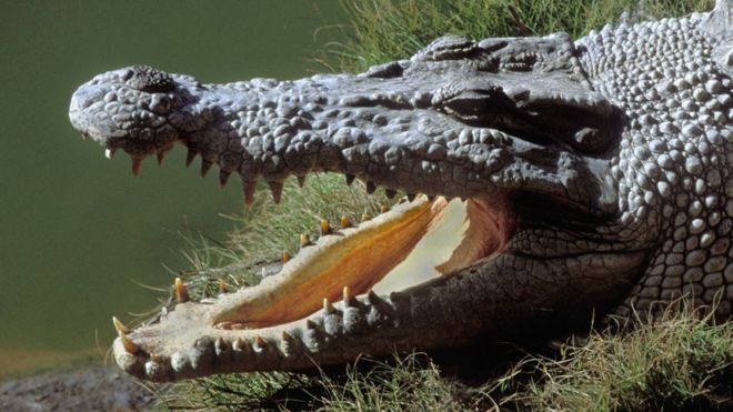 Farmer survives crocodile attack by biting reptile's eyelid