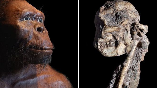 Australopithecus dan Little Foot