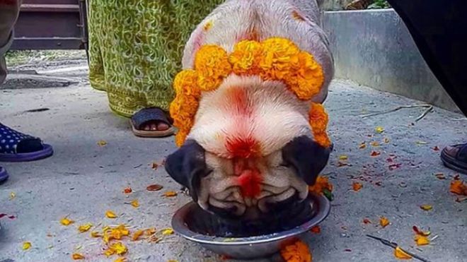 _104193231_kukurtihar_papputhedog_-pappu_the_pug_nepal2.png