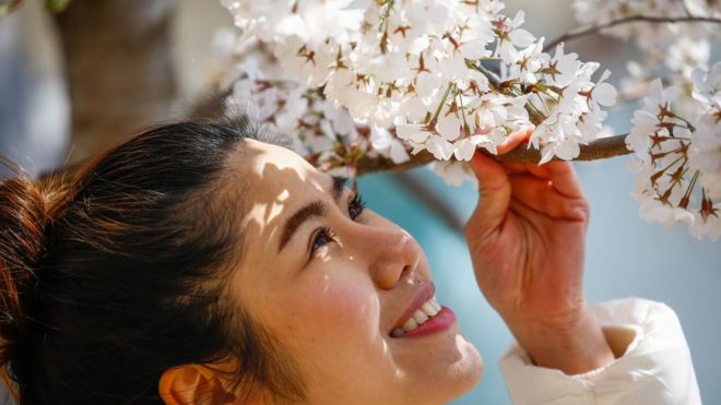 對轉瞬即逝之美的欣賞體現在日本一些最簡單的快樂中，比如每年一度的賞櫻。