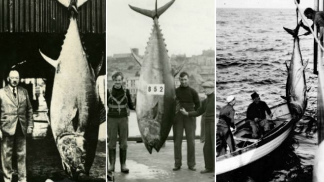Три больших мертвых тунца поймали у берегов Британии с помощью удилищ, которые поймали их