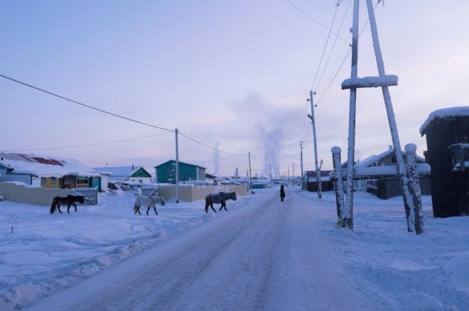 Три лошади пересекают одну из главных улиц. Вооруженные густым мехом и слоем жира, выращенным в течение осени, лошади и собаки деревни проводят зиму на улице, так как температура часто достигает -50 ° C (-58 ° F).