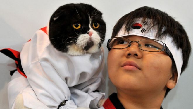 20 октября 2013 г. мальчик и его кошка Скоттиш фолд в костюме ханбок на выставке кошек в Бишкеке.