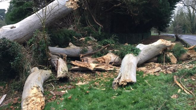 Дерево, вовлеченное в катастрофическую аварию на А308 в Эгхеме