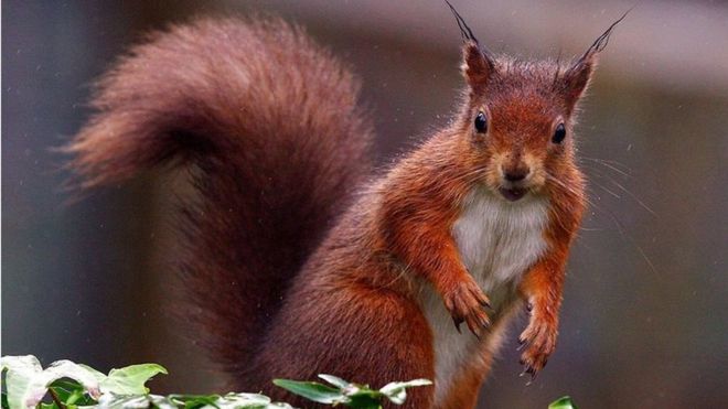 Red Squirrel