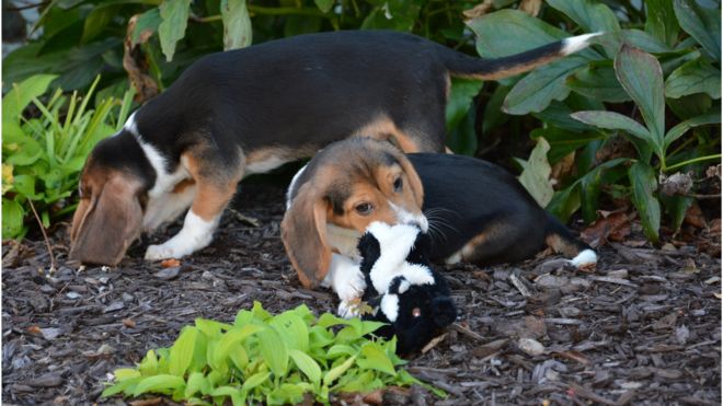 Puppies
