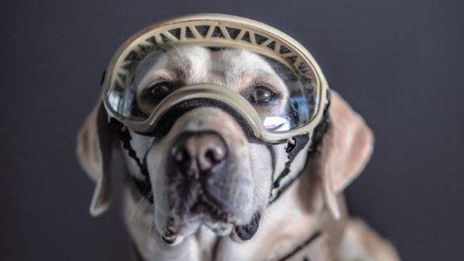 Фрида, собака спасения ВМС Мексики, сфотографированная Сантьяго Арау
