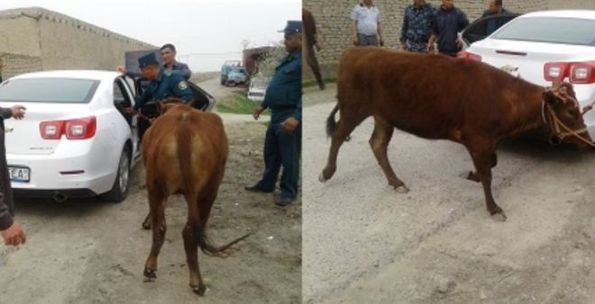 Полицейские убирают украденную корову из машины