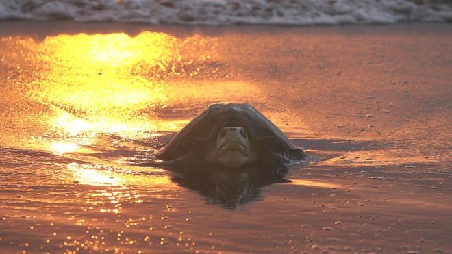 Черепаха Кемпа Ридли на пляже на закате