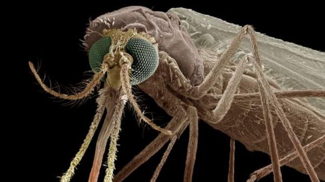 Shirika la Afya duniani inasema watu 4000,000 wafariki sababu ya ugonjwa wa malaria kila mwaka