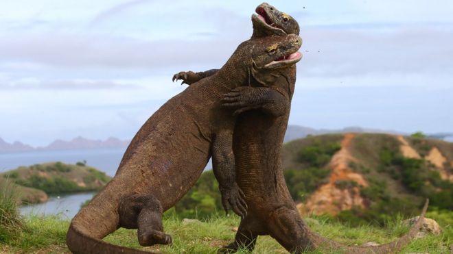 Penutupan Taman Nasional Komodo Sekedar Wacana Atau