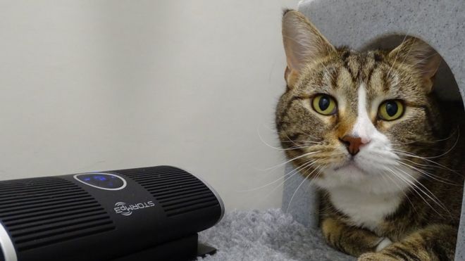 London Animal Shelter Plays Nature Sounds to Calm Cats