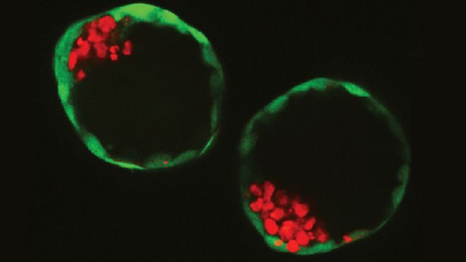 Two of the embryo-like structures grown by the scientists in the lab