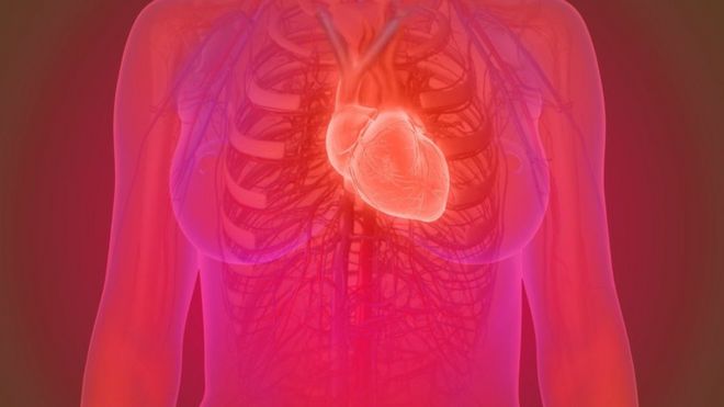 3D illustration of the female human heart anatomy