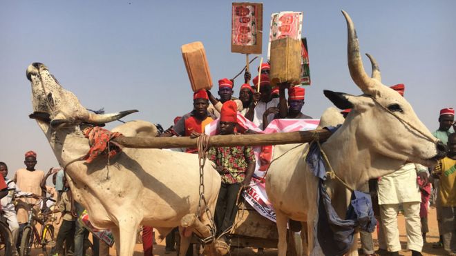 Сторонники Рабиу Кванквасо в красных шапках на повозке для скота в штате Кано, Нигерия
