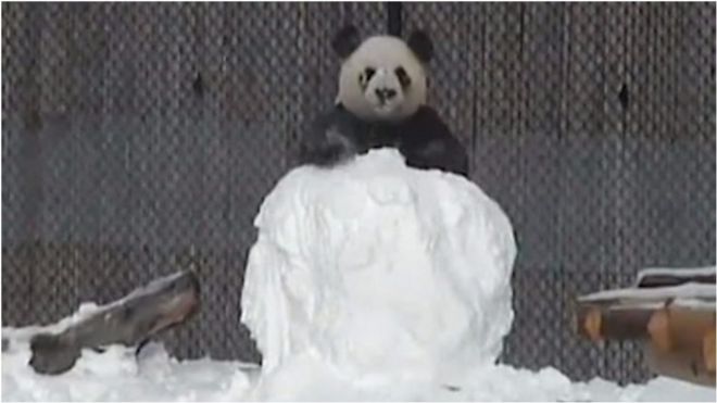 panda