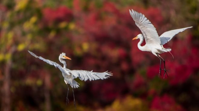 பிபிசி தமிழ் நேயர்களின் மெய்சிலிர்க்க வைக்கும் வன உயிரின படங்கள்
