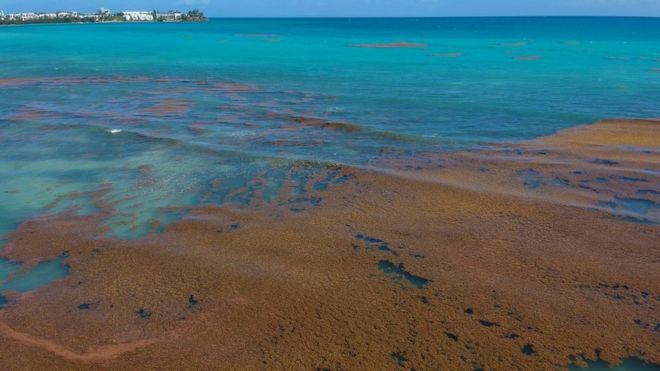 На снимке, сделанном 23 апреля 2018 года, показаны морские водоросли саргассума (саргассо) у побережья города Ле-Гозье на французском карибском острове Гваделупа.