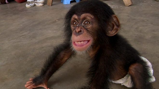 西アフリカで、チンパンジーの赤ちゃんを捕まえペットとして密売する組織が当局によって摘発された。BBCが約1年かけて十数か国で取材し、密売の実態を明らかにした。デイビッド・シュクマン記者がリポートする。