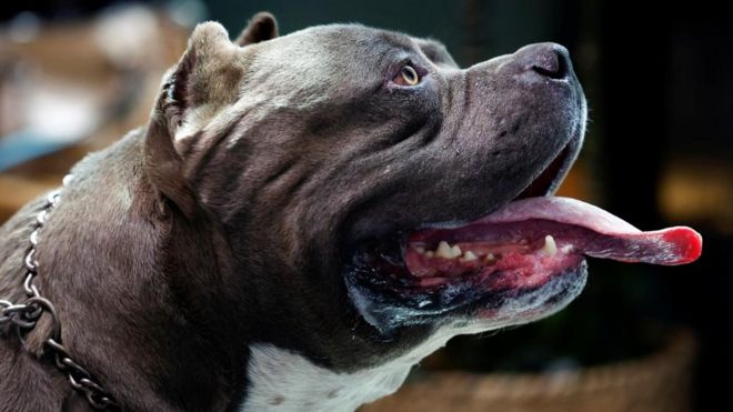 UK government urged to tackle 'killer' XL bully dogs