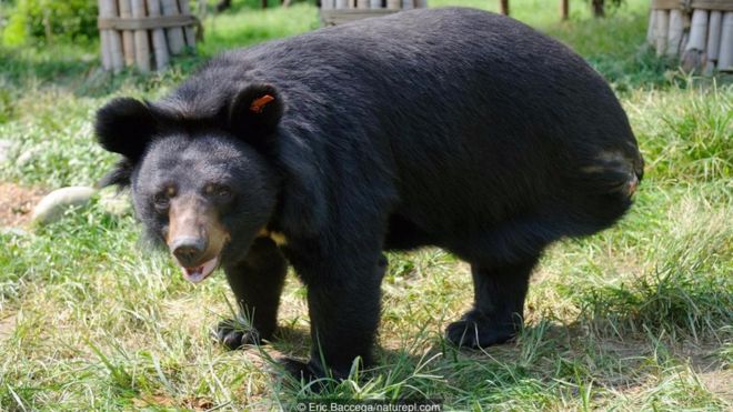 Chú gấu đen Á châu này (Ursus thibetanus) có lẽ đã bị mất chân trong một lần sâp bẫy