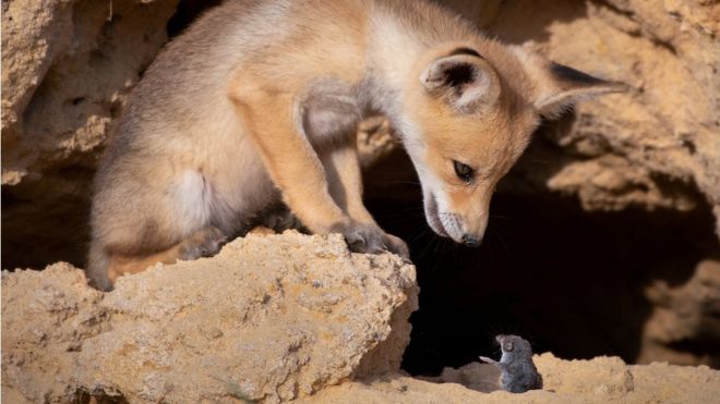 Uma raposa encarando um rato