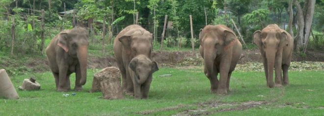 Слон в природном парке Слон в северном Таиланде