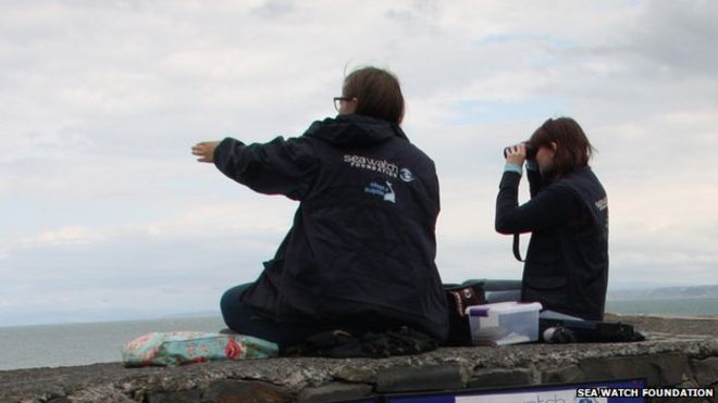 Волонтеры проводят часы с пирса New Quay, Ceredigion