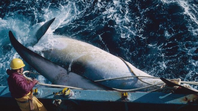 Japanese Whaling