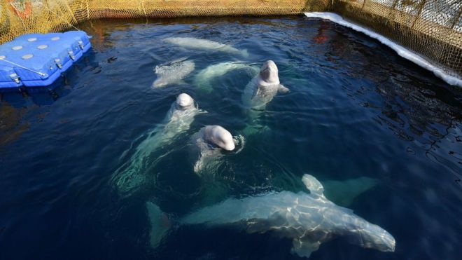 Whales kept in enclosures in the far east of Russia