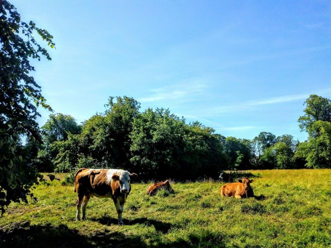 Коровы в Килмарноке