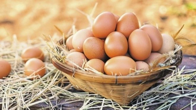 yumurta, yumurta istehsalı, xarici yem, monopoliya, inhisarçılıq