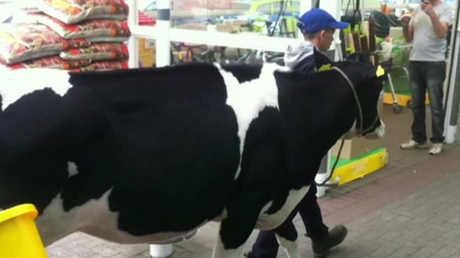 Корову ведут в магазин Asda в Стаффорде