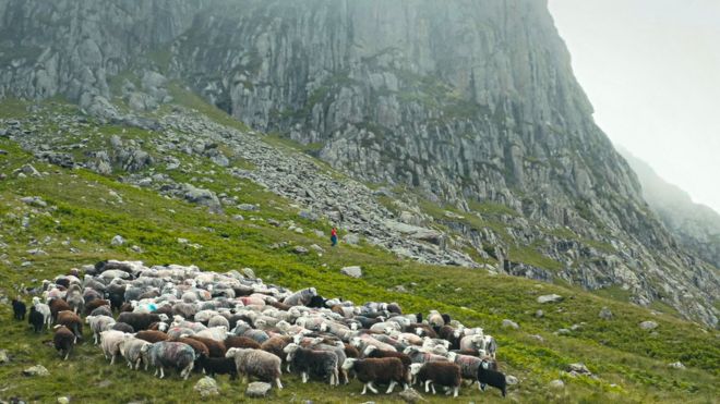 В фильме BBC Four «Большой сборище горных овец» мы видим пастуха, размышляющего о жизни, заботясь о своем стаде