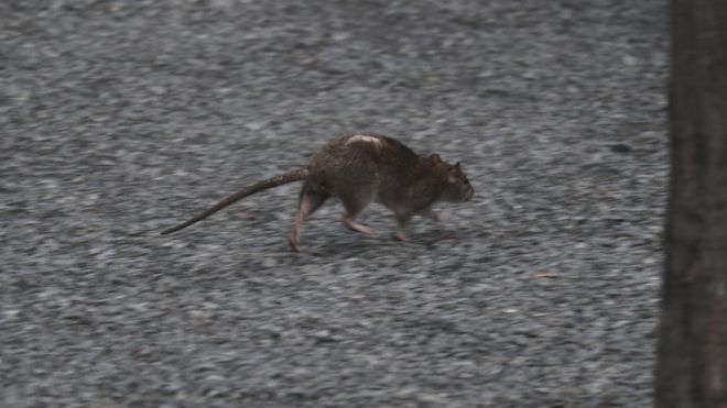 Крыса бежит по земле в парке Хай-Лайн 22 сентября 2018 года в Нью-Йорке