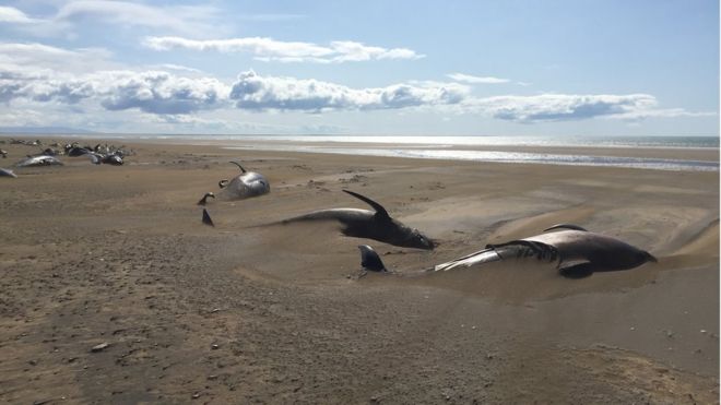 Pilot whales beached in Iceland