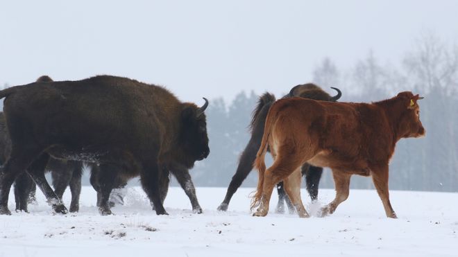 Корова среди диких бизонов, Польша, январь 2018 г.